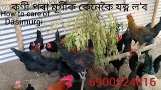 কণী পৰা মূৰ্গীক কেনেকৈ যত্ন ল'ব How to care of dasimurgi আমি ফাৰ্মখন কেনেকৈ maintained কৰো 