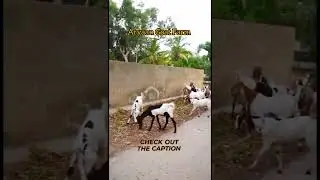 best goats for eid ul adha contact👇 #trending #eid  #2023 #mariasglobe #animals