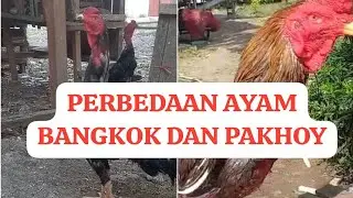 Perbedaan ayam bangkok dan pakhoy ‼️ Perbedaan ayam pakhoy dan bangkok