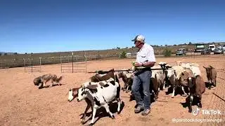 Do It Anyway | Believe in Yourself and Your Dog | PSR Stockdog Training Motivation