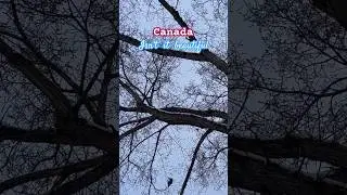 Feel the beauty in peace of Canada 🍁  #beautifulcanada #edmonton #alberta #canada #nature