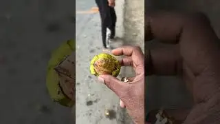 walnut Tree |Kashmir|SST tours|Sindhu Solo Traveller|kashmir 2024