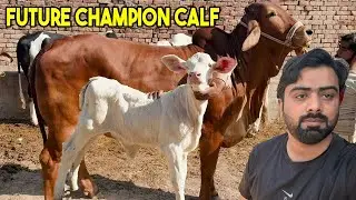 Future Champion Calf! Rehan Bhai Ka Shoq | Special Breeding Cows & Bachray