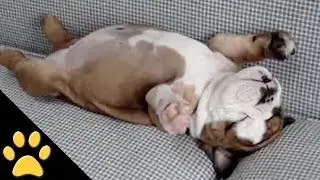 Dogs Are Awesome: Compilation