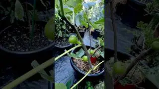 Growing Fig Trees in Pots. #paulstingray #figtree