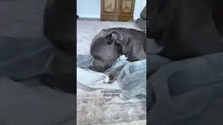 He doesn&rsquo;t bite, he nibble nibble nibbles 😂 #dogs #pethumor #funnydog #bullybreed#Doghumor Dog