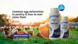 What Causes Deformed Chicken Eggs and Other Egg Abnormalities?