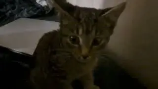 Porch - My new baby kitten