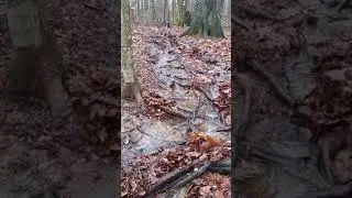 Flooded Trail: adventure in the woods