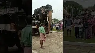 Kerala Elephant gets off the truck #keralaelephant #kerala #thrissurpooram2022  #elephant