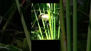 Охота на мульфиса с кустарниковой цаплей 29 #птицы