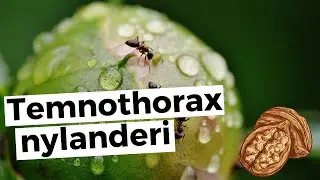 Temnothorax nylanderi - Formicarium einrichten!