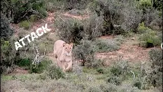 Lion Attacks Zebra in Addo National Park | South Africa