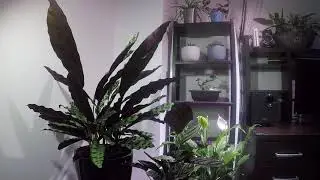 Calathea lancifolia moving leaves time-lapse. Калатея Лансифолия