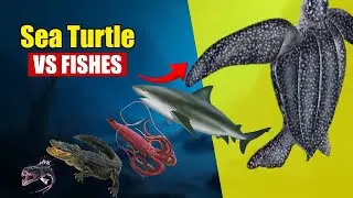 Sea Turtle vs Every Fish Species | Animal Size Comparison 2025