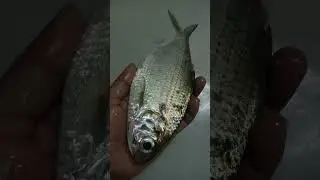 #fish #freshcatch #seafood #sea