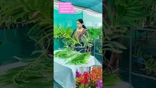 Mokkara big size plants.. Mokkara top cutting and side cutting available