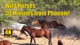 4K Salt River Wild Mustang Horses Near Phoenix, Arizona
