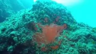 Beautiful colours! Underwater Santorini with Volcano Dive Center