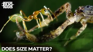 Can a Scorpion SURVIVE an Ant Invasion? | Monster Bug Wars