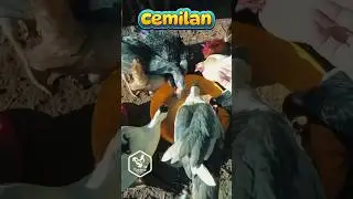cemilan sore #shorts #beternak #farm