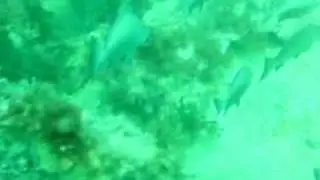 Scuba diving on an old 240 foot wrecked barge