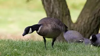 HDObservations : Cackling Goose (4K UHD)