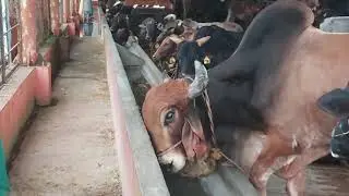 Venkatramana|Goshala|Indian cow breeds|Kids Cow videos|#Indiannativecow|Livestock |Gir,Amrith Mahal