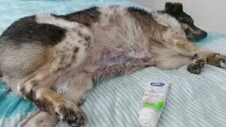 LOVE & CARE, Любовь  забота for amazing dogs at Rehabilitation Center for abandoned dogs in Kobuleti