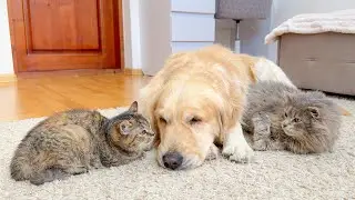 Golden Retriever&rsquo;s SHOCKED Reaction to Cats Meeting Again