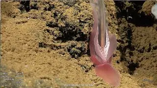 Acorn worm, a distant relative!