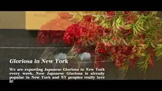BJTV - Vol.5 Japanese Gloriosa produced by Misato Horti. Div. of JA Kochi-shi