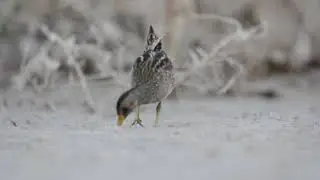 Spotted Crake