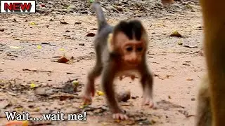 Best action of baby Rex fast run follow mom,Now Rex get more stronger than before can fast jump&Run
