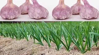 طريقة عبقرية لزراعة الثوم garlic cultivation