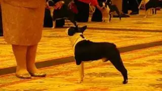 2010 BTCA National Specialty