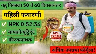 गहू पिकाला 50 ते 60 दिवसानंतर फवारणी कोणती करावी|का करावी |#wheat #spry#viral #farming #fertilizer 