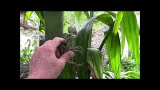 Areca triandra adult and seedlings