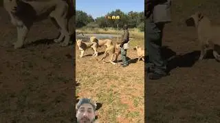 Our walk with the lions in South Africa | Lean Gabriel Find me on