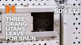 Three Orang-utans Leave Monkey World | Season 9 Episode 12 | Full Episode | Monkey Life