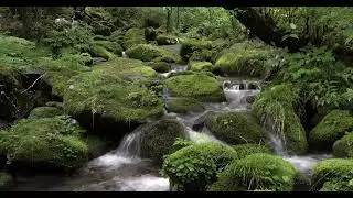 Forest River Sound 🌿 Flowing Water for Deep Sleep & Relaxation | NO MUSIC