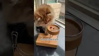 oh you so cute  #cat #puppy #toys