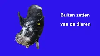 vlog #3 dieren buiten zetten