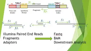 Illumina Paired End Reads, Fragments and Adapters Clearly Explained