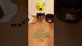My Cat Was Still Awake at 2AM&hellip; His Answer Cracked Me Up! #funnycat #catlife #petlovers #cattalk