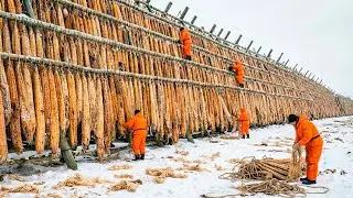 Come 1 Miliardo di Tonnellate di Rifiuti Agricoli Diventano Oro Verde in Megafabbriche Incredibili