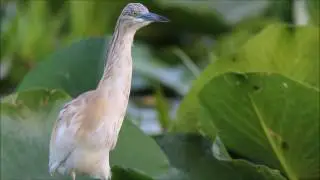 Squacco Heron - Crabier Chevelu
