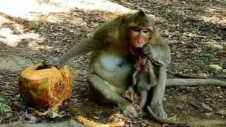 Baby monkey Copper want eating coconut skin | Copper baby monkey and mom Coco
