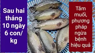 Tắm muối cho cá rô nuôi bể bạt, cách ngừa bệnh hiệu quả