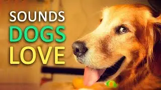 5 Sounds Dogs Love the Most HD
